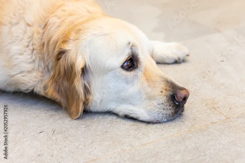 Fototapeta samoprzylepna Light golden dog lying on light-toned tile floor at home, eyes looking toward right, grout lines