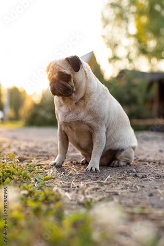 Fényképezés Pug. Well-groomed dog. The dog is walking.