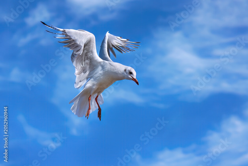 Flatternde Lachmöwe (Chroicocephalus ridibundus) mit hochgestellten Flügeln vor blauweißem Himmel, im Schlichtkleid - Bansin, Insel Usedom, Deutschland