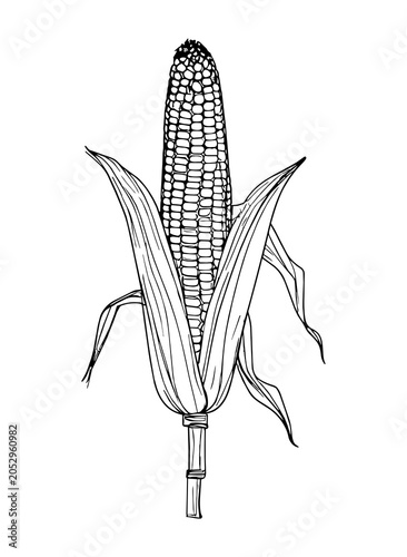 Kolba kukurydzy rysunek