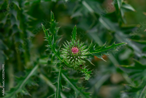 Close-up of a green thistle bud with sharp spines in a wild natural setting
