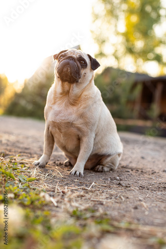 Vászonkép Pug. Well-groomed dog. The dog is walking.