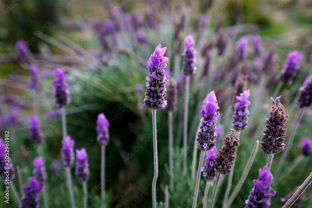 Obraz premium Close-up of Lavandula stoechas flower spikes.