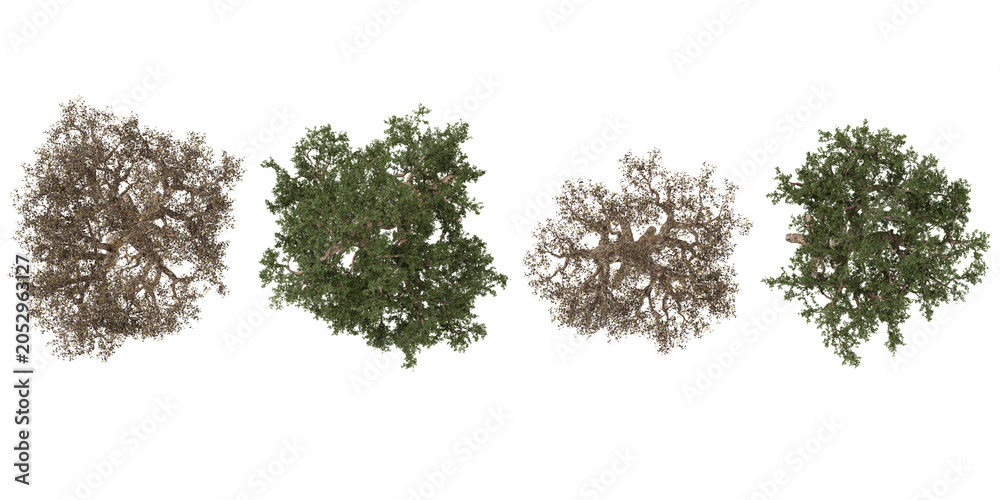 Fototapeta premium Collection of Commiphora plants isolated on white background from the top view