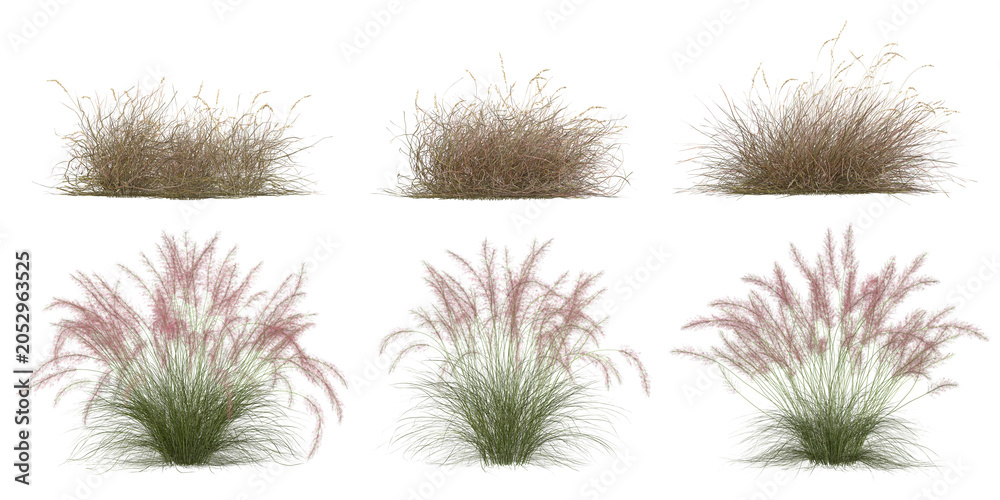 Obraz premium Collection of Muhlenbergia,Hilaria plants isolated on white background
