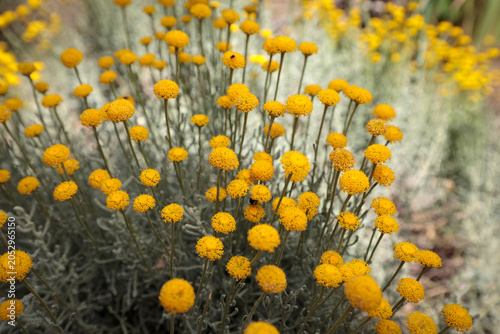 Close-up of Santolina chamaecyparissus.