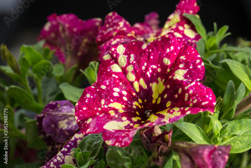 Canvas Print A macro shot of a striking burgundy-pink petunia with yellow-white spots and splashes on its petals after rain