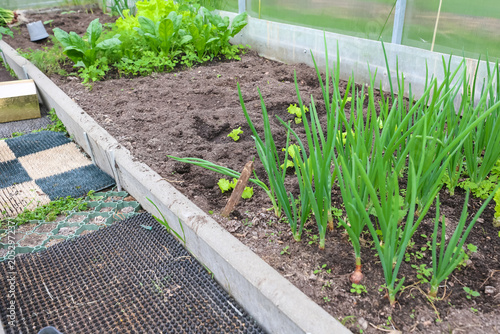 Fotografie The interior of a modern polycarbonate greenhouse with raised beds