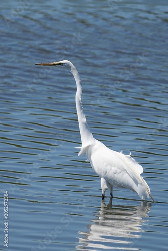 The great egret (Ardea alba) is a large, widely distributed egret.