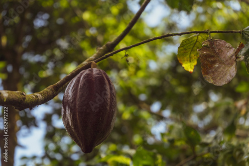 Theobroma cacao L. is the scientific name given to the cacao tree or cacao tree