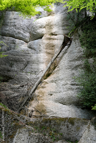 Rocky cliff face with a fallen tree trunk leaning against the surface, surrounded by lush green foliage and textured stone in a natural outdoor setting