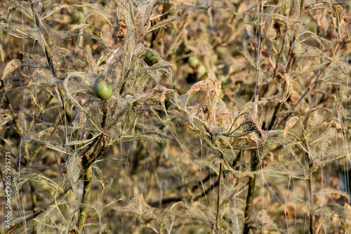 Tableau sur toile Caterpillar Webbing Covering Drought Damaged Plants