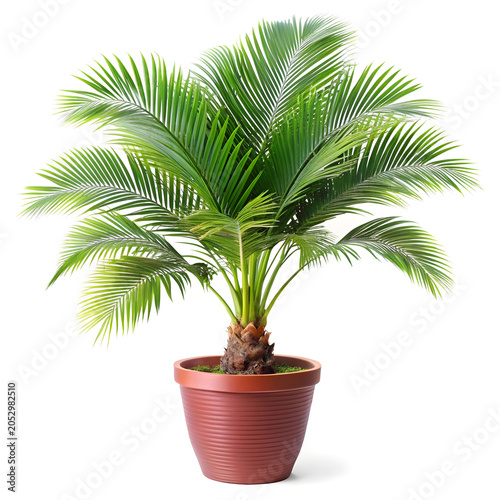 A palm tree in a decorative pot isolated