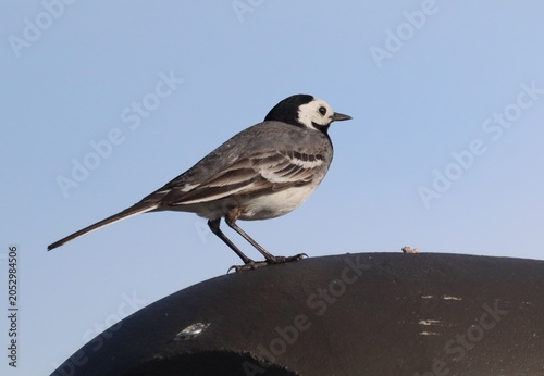 Billede på lærred White wagtail perched on rooftop fence