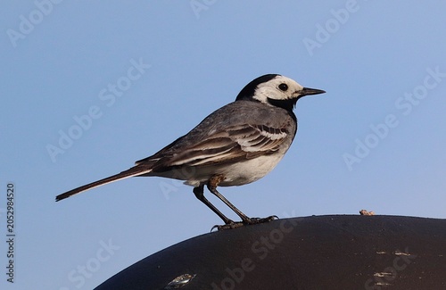 Foto White wagtail perched on rooftop fence