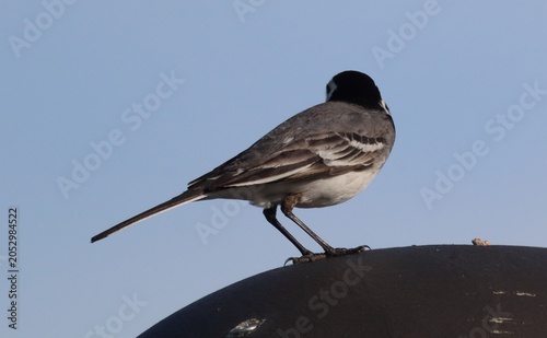 Quadro su tela White wagtail perched on rooftop fence