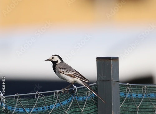 Quadro em tela White wagtail perched on rooftop fence