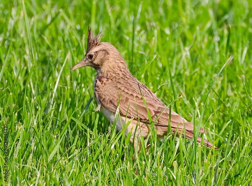 Fotografie Crested lark searching for food in grass