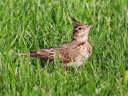 Foto Crested lark searching for food in grass