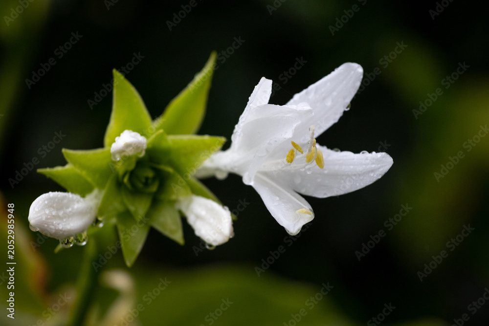 Fototapeta premium White hosta flower with dew drops on petals and green buds on dark blurred background close up