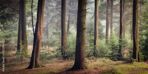Photos Woodland in cornwall in the mist