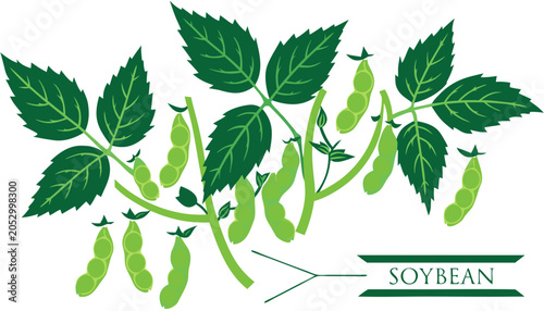 Canvastavla Very beautiful SOYBEAN plant with realistic green pods, detailed leaves, and nat