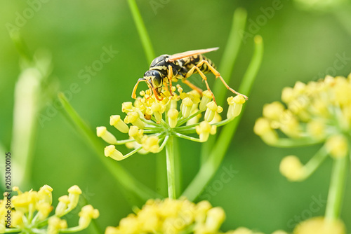Photos Wasp feeding on a yellow umbel flower in a green garden close-up macro photograp