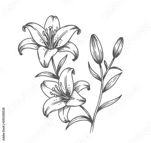 Vintage botanical lily flower illustration featuring elegant trumpet-shaped blossoms, unopened buds, and graceful foliage in detailed engraved line art style.