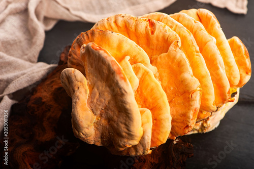 Foto Sulfur Shelf Mushroom on Stone Surface