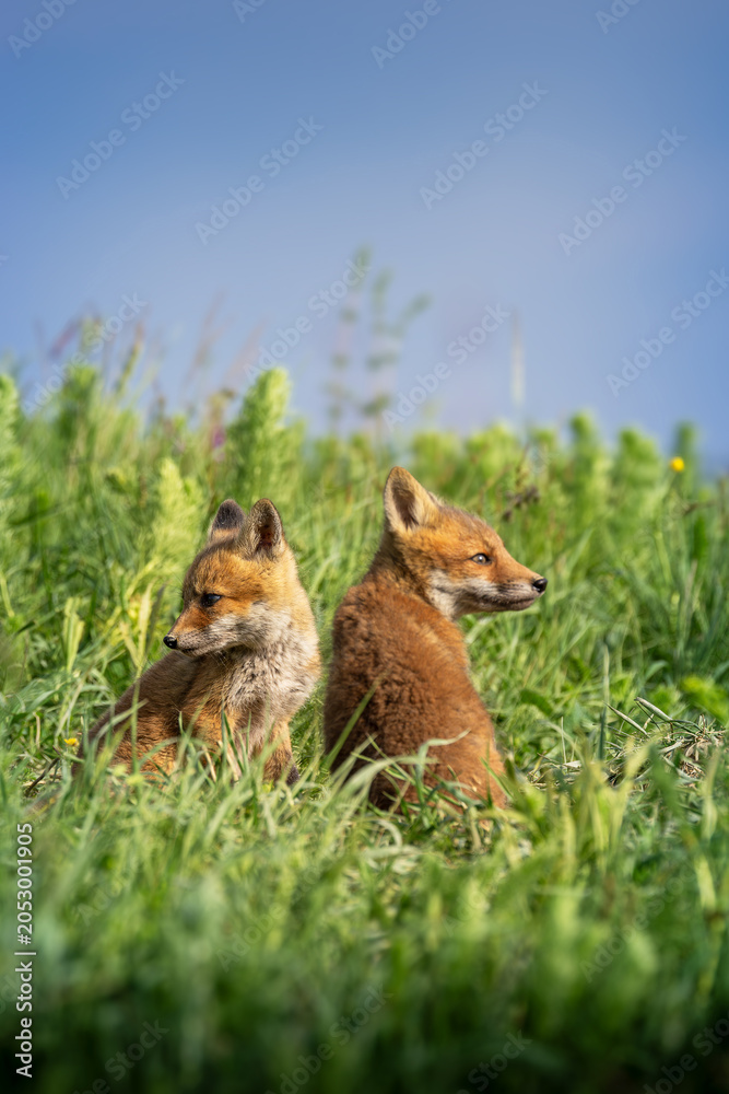 Fototapeta premium red fox cubs resting in meadow grass
