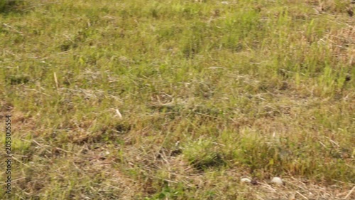 A dusty, sunlit lawn area with very sparse grass, indicating early stages of lawn damage or extreme dryness. Close-up highlights soil texture and grass struggle. Panning shot of uneven grass lawn