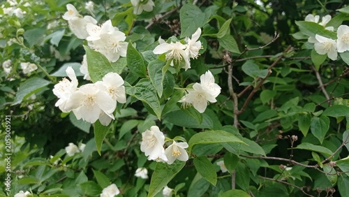 Blooming jasmine bush with white flowers on a green background.
