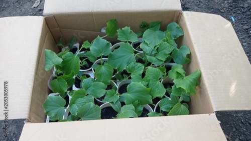 Cucumber seedlings in a cardboard box