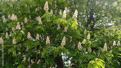 Blossoming chestnut tree on a green background.