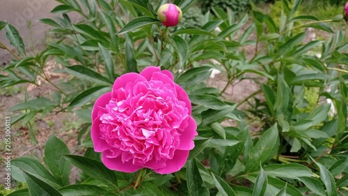Pink buds of a blooming peony on a bush in the garden.