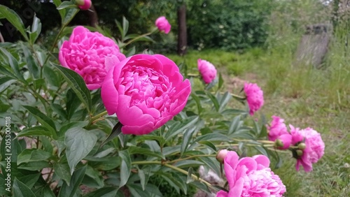 Pink buds of a blooming peony on a bush in the garden.