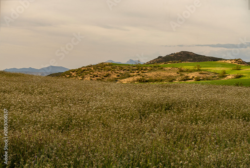 Eruca vesicaria fields at Barranco de Becerra in Granada
