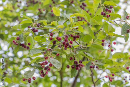 Ripe red fruits of serviceberry (Amelanchier, juneberry) on tree