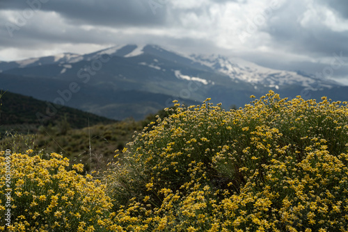 Genista umbellata blooms with Sierra Nevada mountains in Granada