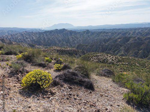 Helianthemum syriacum in Granada Geopark badlands landscape