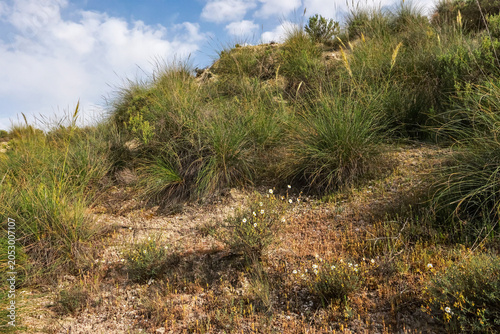Helianthemum almeriense habitat in Granada Geopark badlands