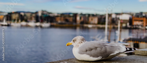 Billede på lærred Mouette posée sur un quai au bord d’un lac paisible
