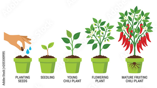 Quadro su tela Chili pepper plant growth stages from seeds to fruiting.