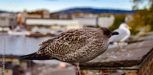 Vászonkép Mouette posée sur un quai au bord d’un lac paisible