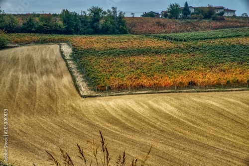 Landscapes of the Piedmontese Langhe in autumn with vineyards near Alba