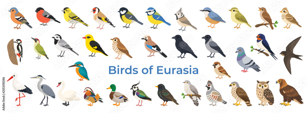 Fototapeta premium Eurasian bird collection in flat style. Eurasian bird set featuring iconic species for education, wildlife guides and learning.