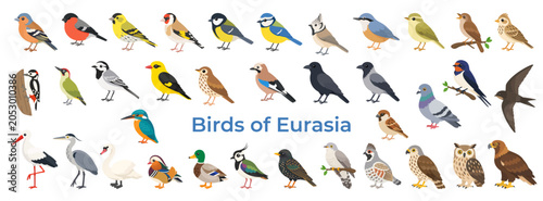 Bild auf Leinwand Eurasian bird collection in flat style