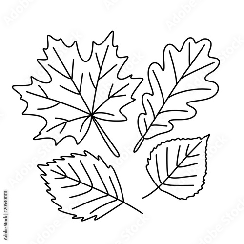 Set of autumn leaves maple and oak, colorful collection and coloring page vector.