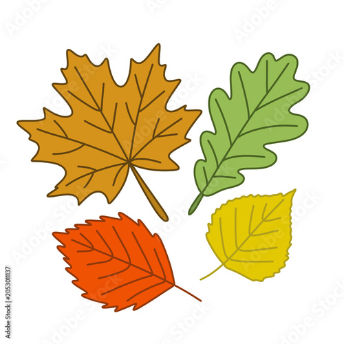 Set of autumn leaves maple and oak, colorful collection and coloring page vector.