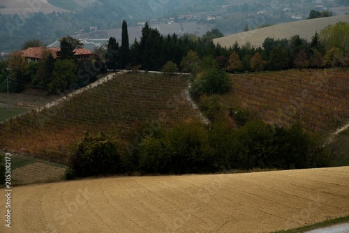 Obraz na plátně landscape of the Langhe in Piedmont in autumn after the grape harvest, with the